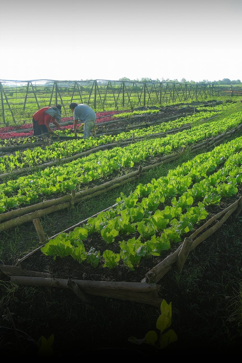 Biochar-based fertilizers formulation